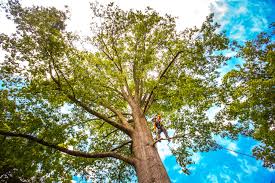 Best Tree Preservation Services  in Culloden, WV