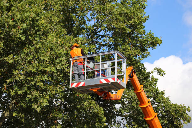 Best Tree Health Inspection  in Culloden, WV