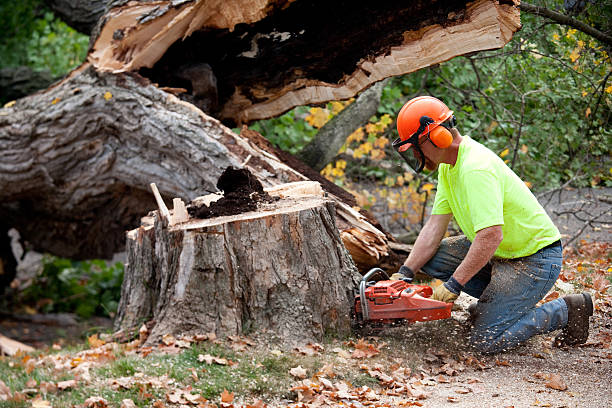Professional Tree Services in Culloden, WV