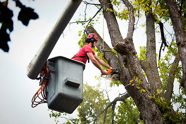 Best Leaf Removal  in Culloden, WV